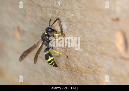 Guêpe potier (Symmorphus murius), femelle cacheant le nid avec de l'argile, Allemagne Banque D'Images