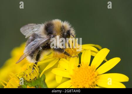 Abeille Bumble à queue blanche (Bombus lucorum), fleur de l'armoise commune, Senecio jacobaea, Allemagne Banque D'Images