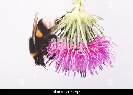 Bumble à queue de poule (Bombus terrestris), sur une fleur de chardon, coupée, Autriche Banque D'Images