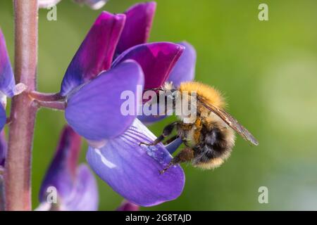Abeille carder, abeille carder commune (Bombus pascuorum, Bombus aglorum, Megabombus pascuorum), femelle visitant une fleur lupin, Allemagne Banque D'Images