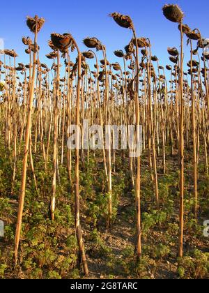 Tournesol commun (Helianthus annuus), champ de tournesol avant récolte Banque D'Images