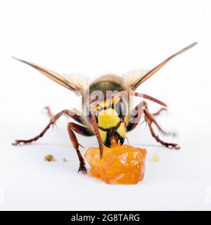 hornet, hornet brun, hornet européen (Vespa crabro), confiture d'aliments, découpe, Autriche Banque D'Images