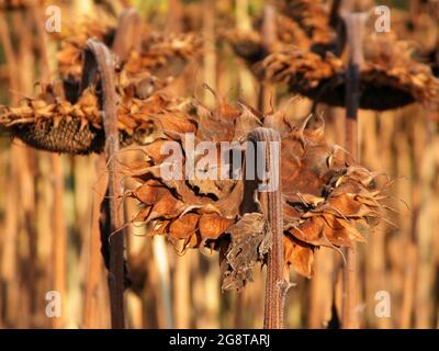 Tournesol commun (Helianthus annuus), tournesol avant récolte, inflorescences séchées Banque D'Images