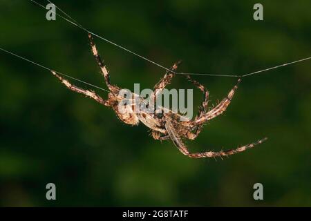 Cross orbweaver, araignée de jardin européenne, araignée croisée (Araneus diadematus), vue latérale, rotation du web, Autriche Banque D'Images