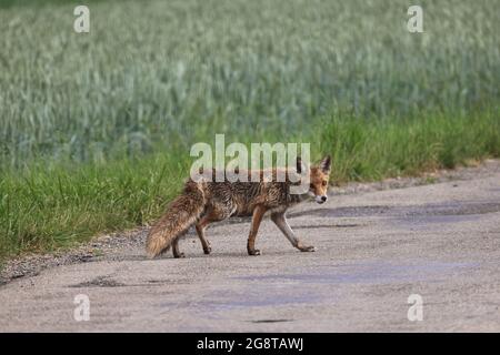 Renard roux (Vulpes vulpes), traversant une route de campagne, Allemagne, Bade-Wurtemberg Banque D'Images