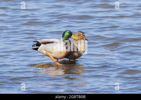 mallard (Anas platyrhynchos), drake et canard sur une pierre dans l'eau, Allemagne, Bavière Banque D'Images