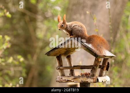 Écureuil roux européen, écureuil roux eurasien (Sciurus vulgaris), assis sur une maison d'oiseaux, Allemagne, Bavière Banque D'Images