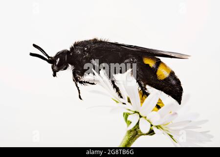 La guêpe scoliide (Scolia hirta, Scolia hirta hirta), est assise sur une fleur, en Autriche Banque D'Images