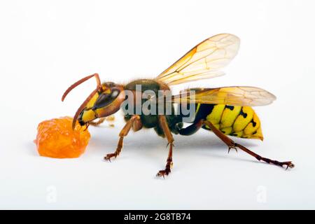 hornet, hornet brun, hornet européen (Vespa crabro), confiture d'aliments, découpe, Autriche Banque D'Images