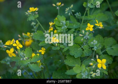 Une plus grande chélidoine (Chelidonium majus), blooming, Allemagne Banque D'Images