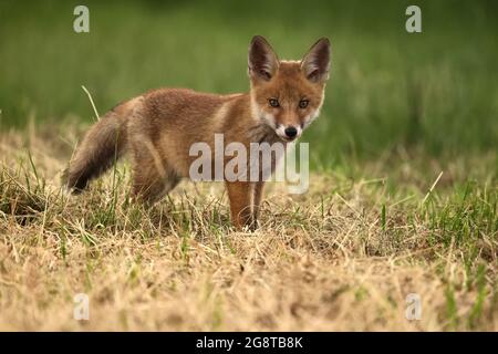 Renard roux (Vulpes vulpes), renard cub est dans un pré, Allemagne, Bade-Wuerttemberg Banque D'Images