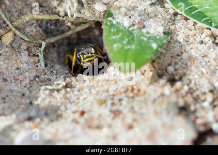 Guêpe de creuseur de champ (Mellinus arvensis), dans son tube de nidification Banque D'Images