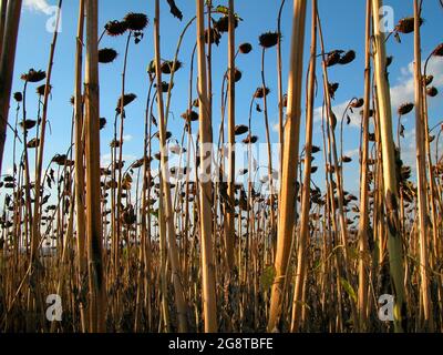 Tournesol commun (Helianthus annuus), champ de tournesol avant récolte Banque D'Images