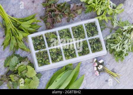 Fabrication de glaçons aux herbes de printemps, Allemagne Banque D'Images