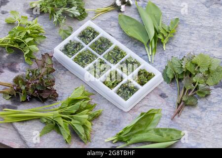 Fabrication de glaçons aux herbes de printemps, Allemagne Banque D'Images