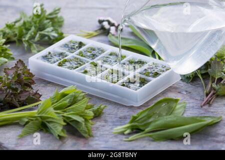 Fabrication de glaçons aux herbes de printemps, Allemagne Banque D'Images