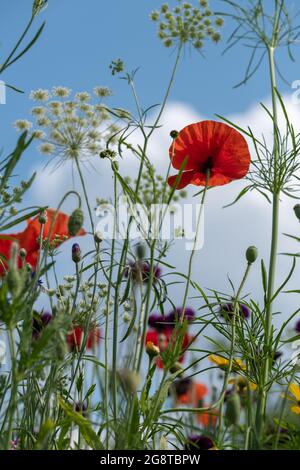 Variété de fleurs sauvages, y compris les coquelicots et le persil de vache, poussant dans la zone de conservation de Pinn Meadows à Eastcote, Hillingdon, dans la banlieue de Londres, U Banque D'Images