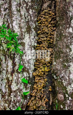 Les champignons de la queue de dinde (Trametes versicolor) poussent sur le tronc d'un arbre dans le jardin japonais du bois Charles, le 20 juillet 2021, à Mobile, Alabama. Banque D'Images