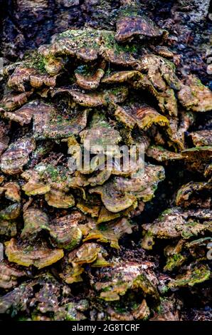 Les champignons de la queue de dinde (Trametes versicolor) poussent sur le tronc d'un arbre dans le jardin japonais du bois Charles, le 20 juillet 2021, à Mobile, Alabama. Banque D'Images