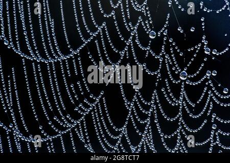 rosée sur toile d'araignée. Banque D'Images