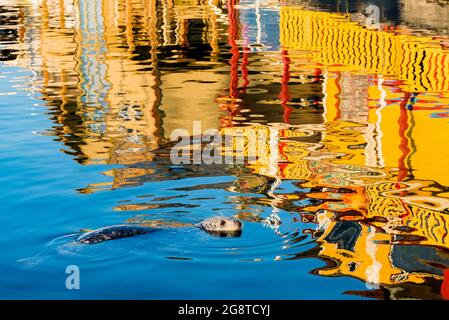 Harbour Seal, Fisherman's Wharf, Victoria (Colombie-Britannique), Canada Banque D'Images