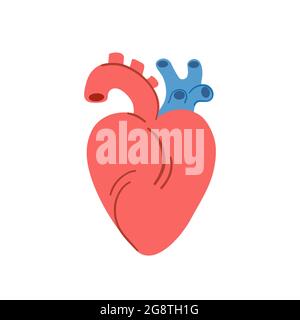 Simple coeur anatomique de dessin animé, isolé sur fond blanc. Illustration vectorielle dessinée à la main. Illustration de Vecteur