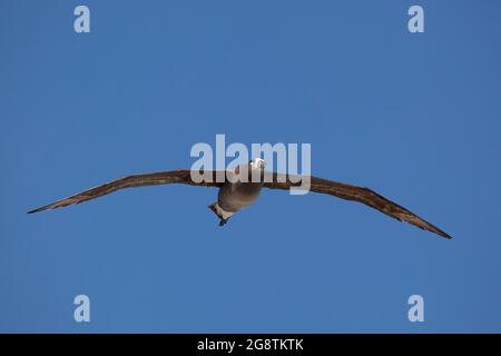 Albatros à pieds noirs surmontant l'atoll Midway dans le monument national marin de Papahanaumokuakea (Phoebastria nigripes) Banque D'Images