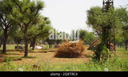 Fourrages secs de millet pour animaux de compagnie. Pile de millet perlé non transformé dans un panier dans le champ indien pendant la récolte Banque D'Images