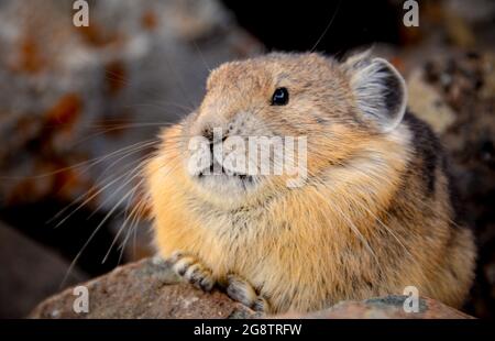 Photo des Pikas américains sont de petits mammifères de montagne avec un accent sélectif sur le Pika Banque D'Images