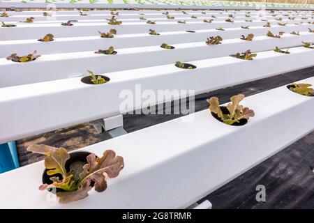 Légume hydroponique biologique poussant dans l'eau sans sol à la plante de ferme. Banque D'Images