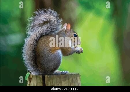 Un vecteur d'écureuil gris assis sur une clôture mangeant un gland, la photographie de la faune, la photographie de la nature. Illustration de Vecteur