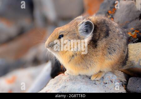 Photo des Pikas américains sont de petits mammifères de montagne avec un accent sélectif sur le Pika Banque D'Images