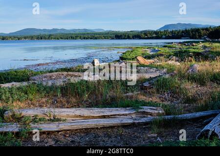 Occupé avec les familles quand la marée est à l'extérieur, la plage de Rathtrevor sur l'île de Vancouver, en Colombie-Britannique, retourne à un regard plus naturel avec le bois de drift et les herbes à marée haute Banque D'Images