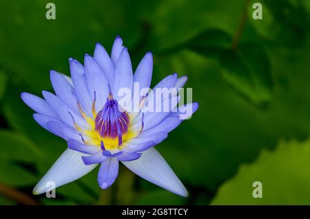 violet eau illy, violet fleur de lotus avec pollen jaune avec fond vert de tampon Banque D'Images