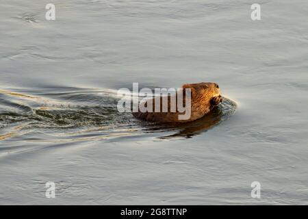 Beaver dans la rivière Missouri, site d'accès à la pêche de Pelican point, chemin de loisirs de la rivière Missouri, Montana Banque D'Images