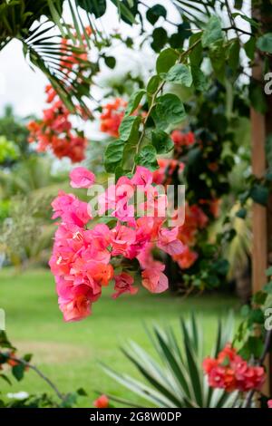 Bougainvillea est un genre de vignes ornementales, de buissons et d'arbres appartenant à la famille des quatre heures Banque D'Images