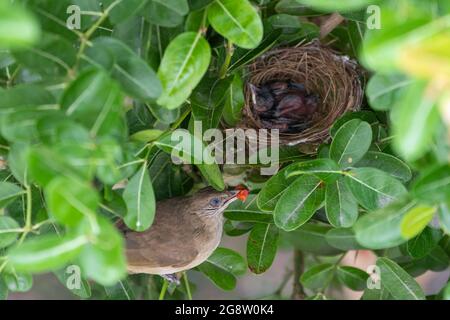 Bulbul à l'eau striée qui nourrit son bébé Banque D'Images