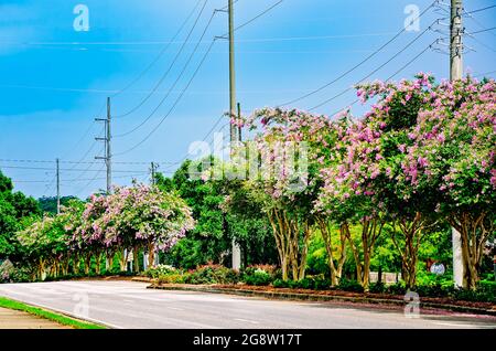 Des arbres à myrte de colza rose (Lagerstroemia) fleurissent sur le boulevard de l'Université en face de l'Université de l'Alabama du Sud, le 18 juillet 2021, à Mobile, Alabama. Banque D'Images