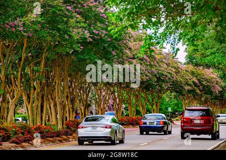 Des arbres à myrte de colza rose (Lagerstroemia) fleurissent sur le boulevard de l'Université en face de l'Université de l'Alabama du Sud, le 18 juillet 2021, à Mobile, Alabama. Banque D'Images