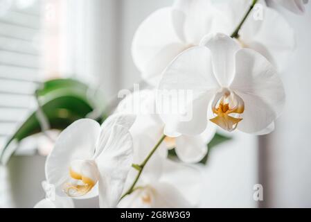 Belles fleurs d'orchidées blanches, comment se développer et prendre soin des orchidées Phalaenopsis, plantes de maison populaires Banque D'Images