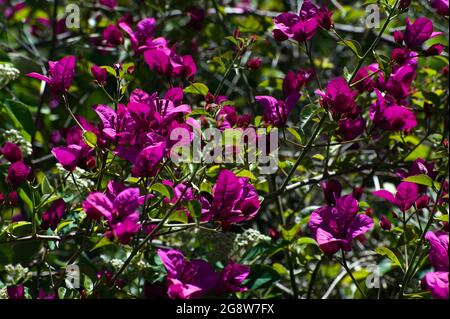 Ce Bougainvillea a grandi au-dessus de l'arbre Cotononaster (Cotononaster frigidus) à l'extérieur de mon appartement depuis quelques années. C'est spectaculaire en fleur. Banque D'Images