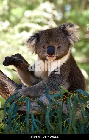 Bonjour, je suis Benni. Benni est un ancien combattant Koala (Phascolarctus cinereus) au sanctuaire de Healesville, à Victoria, en Australie. Il sait poser pour les visiteurs Banque D'Images