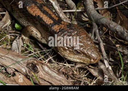 Un lézard à la langue bleue (Tiliqua Nidrolutea) se basait dans la longue herbe de la réserve de flore de Hochkins Ridge à Croydon North, Victoria, Australie Banque D'Images