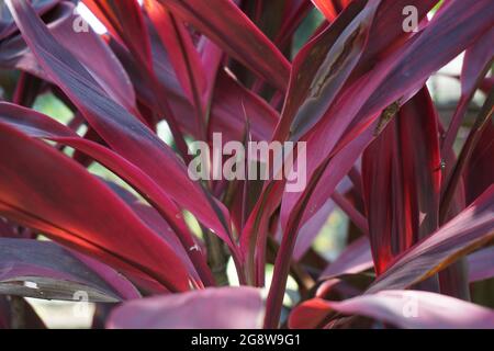 Cordyline fruticosa verte communément appelée plante TI, nénuphars, chou-palme, plante bonne chance, Convallaria fruticosa L., Asparagus terminalis L., Cordy Banque D'Images