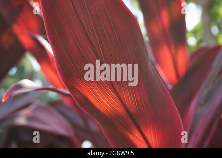 Cordyline fruticosa verte communément appelée plante TI, nénuphars, chou-palme, plante bonne chance, Convallaria fruticosa L., Asparagus terminalis L., Cordy Banque D'Images