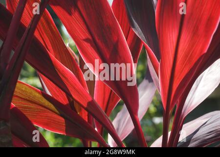 Cordyline fruticosa verte communément appelée plante TI, nénuphars, chou-palme, plante bonne chance, Convallaria fruticosa L., Asparagus terminalis L., Cordy Banque D'Images