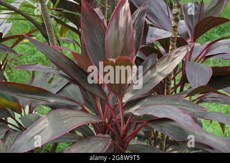 Cordyline fruticosa verte communément appelée plante TI, nénuphars, chou-palme, plante bonne chance, Convallaria fruticosa L., Asparagus terminalis L., Cordy Banque D'Images