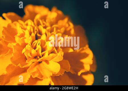 gros plan sur une fleur orange marigold sur fond sombre Banque D'Images