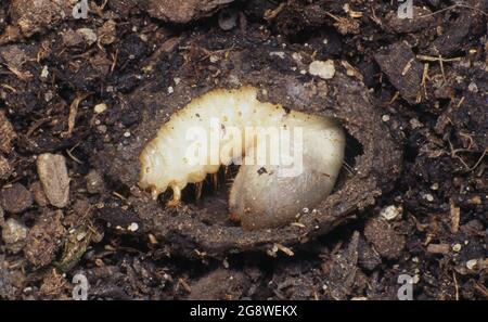 GROS PLAN SUR LES LARVES D'UN COLÉOPTÈRE NOIR AFRICAIN ADULTE (HETERONCHYCHUS ARATOR) UN PARASITE SCARABÉ INTRODUIT ET POUVANT ÊTRE UN PARASITE GRAVE DES PELOUSES. AUSTRALIE. Banque D'Images