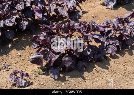 Shiso (Perilla frutescens var. Crispa F. purpurea) au champ, ville d'Isehara, préfecture de Kanagawa, Japon Banque D'Images